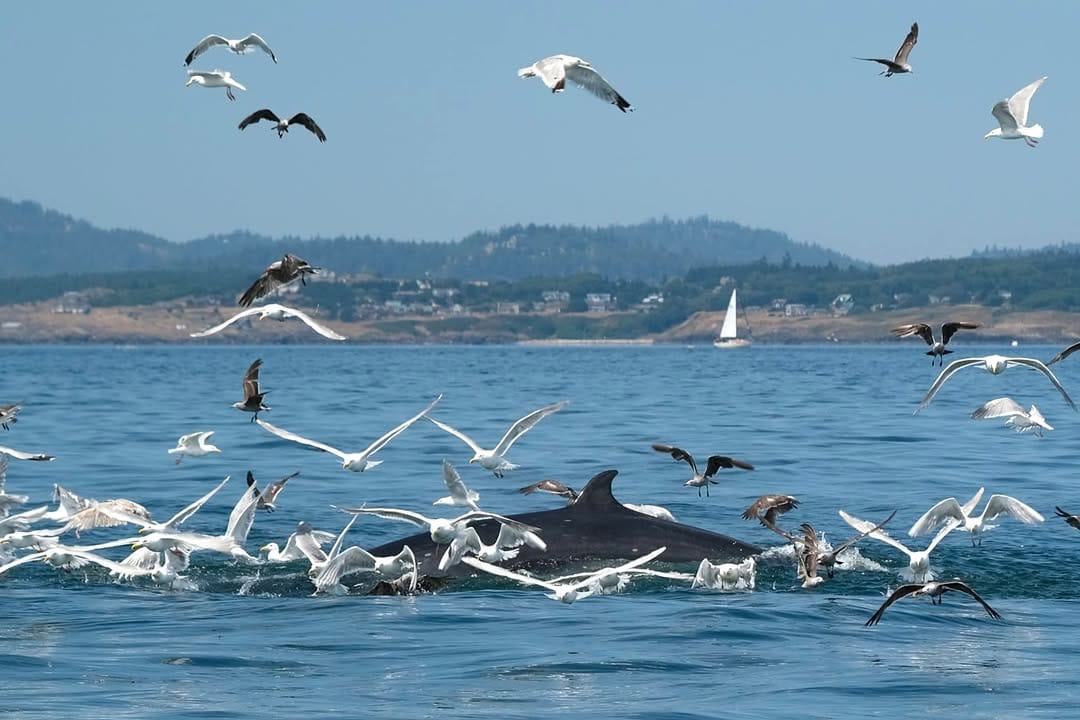 Post 7 by Pacific Whale Watch Assoc. on Instagram (image)