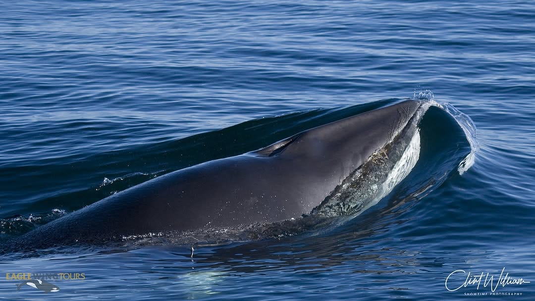Post 9 by Pacific Whale Watch Assoc. on Instagram (image)