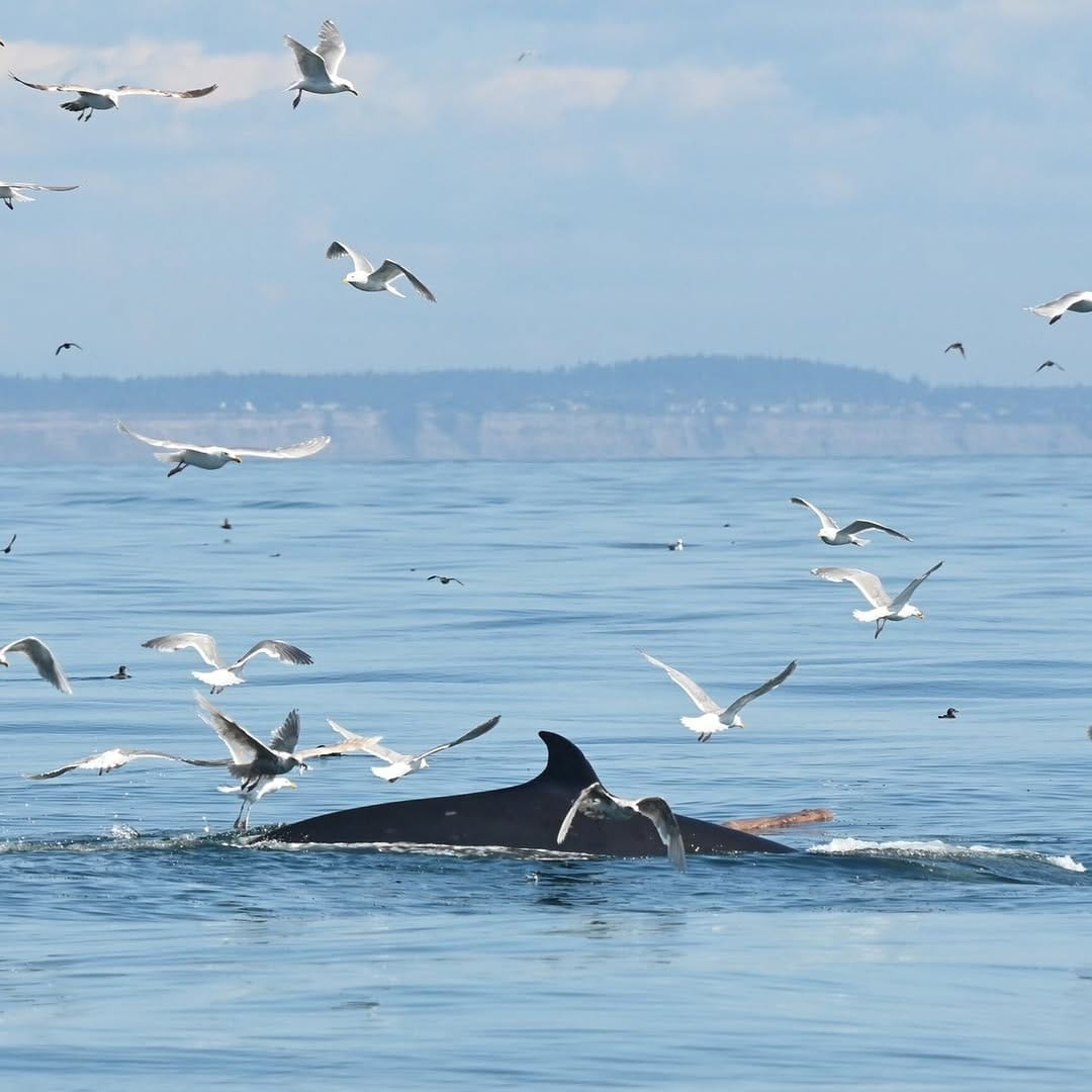 Post 2 by Pacific Whale Watch Assoc. on Instagram (image)