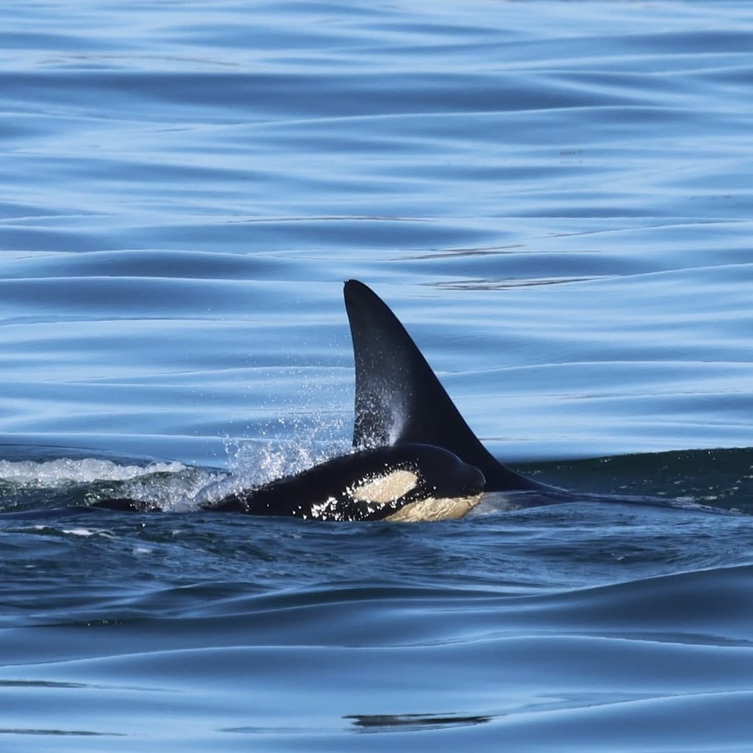 Post 4 by Pacific Whale Watch Assoc. on Instagram (carousel)
