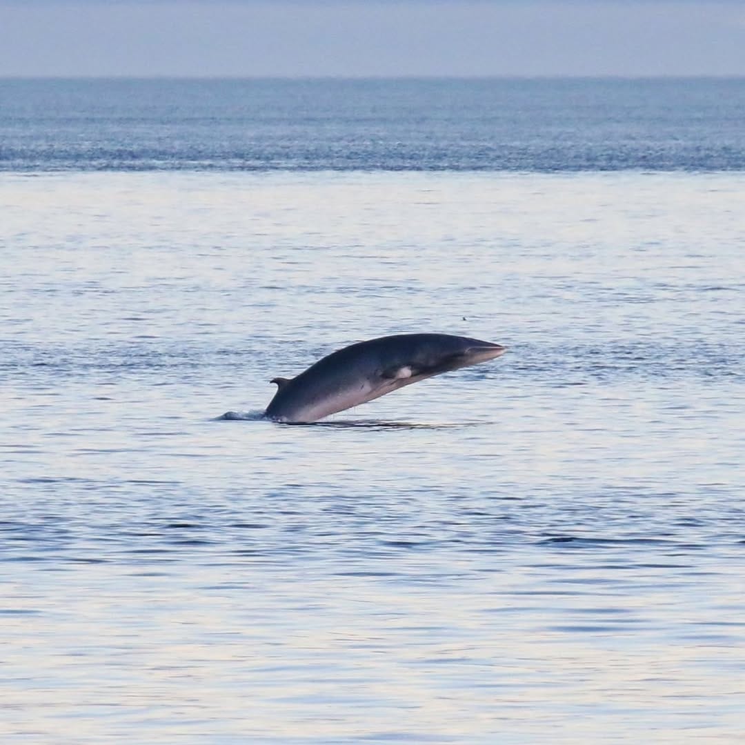 Post 5 by Pacific Whale Watch Assoc. on Instagram (image)