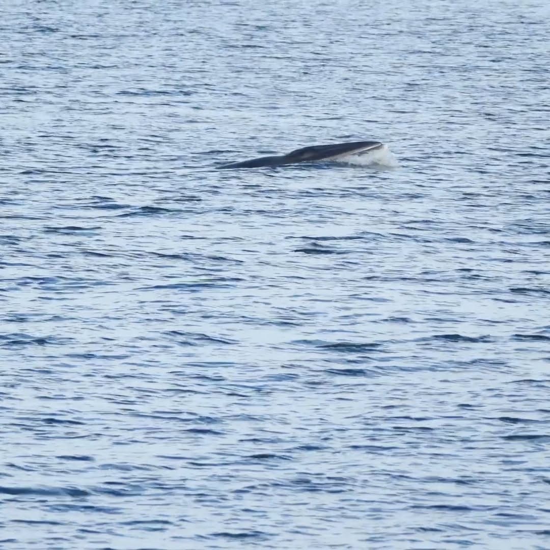 Post 8 by Pacific Whale Watch Assoc. on Instagram (video)