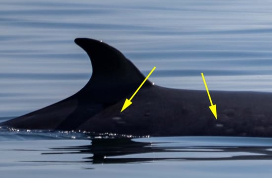 Post 6 by Pacific Whale Watch Assoc. on Instagram (image)
