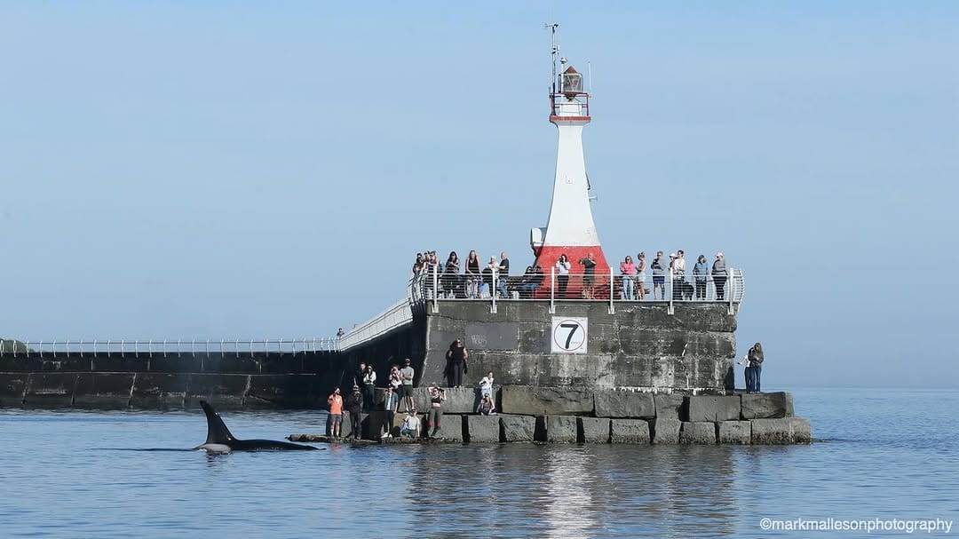 Post 10 by Pacific Whale Watch Assoc. on Instagram (image)