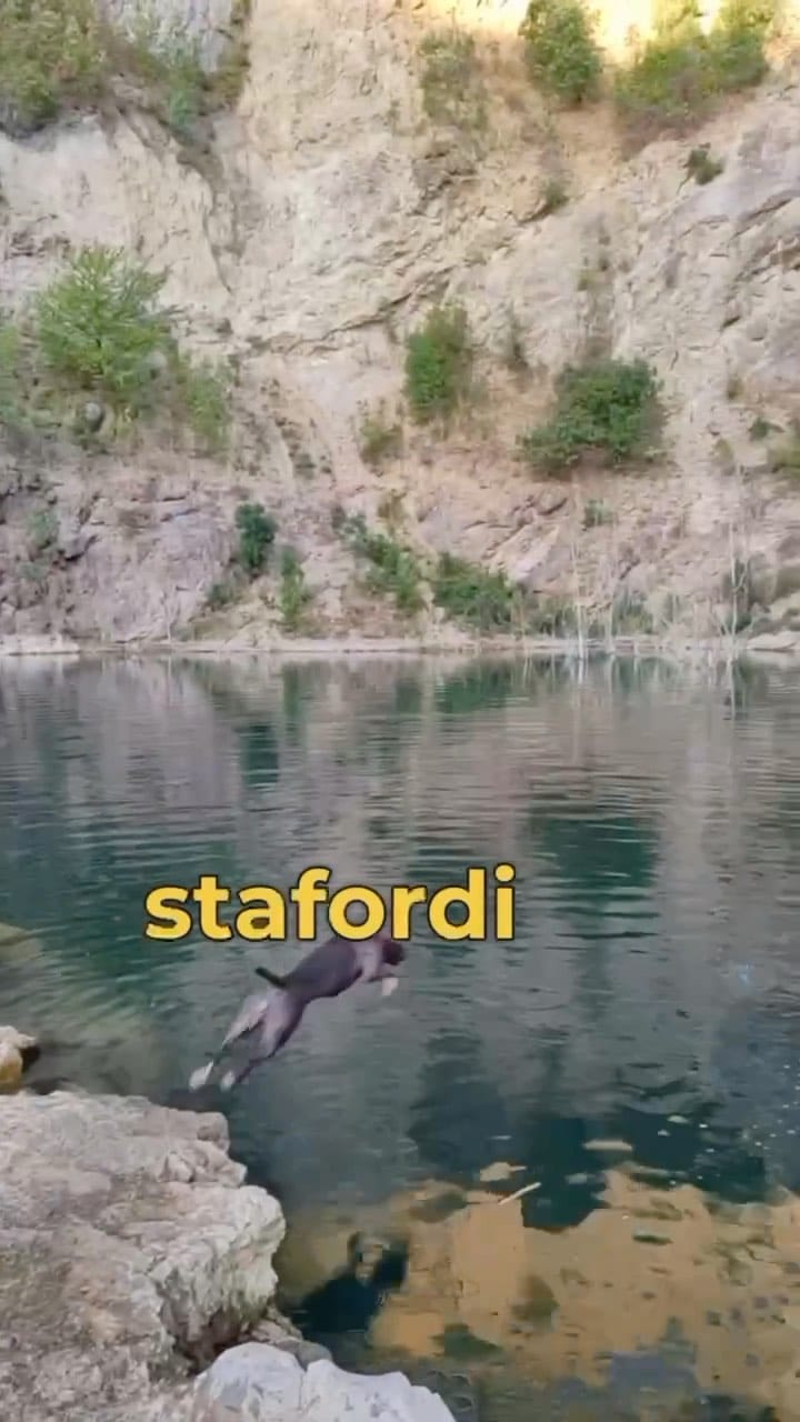 Post 6 by 🐾Shadow of the moon🐾 on Instagram (video)
