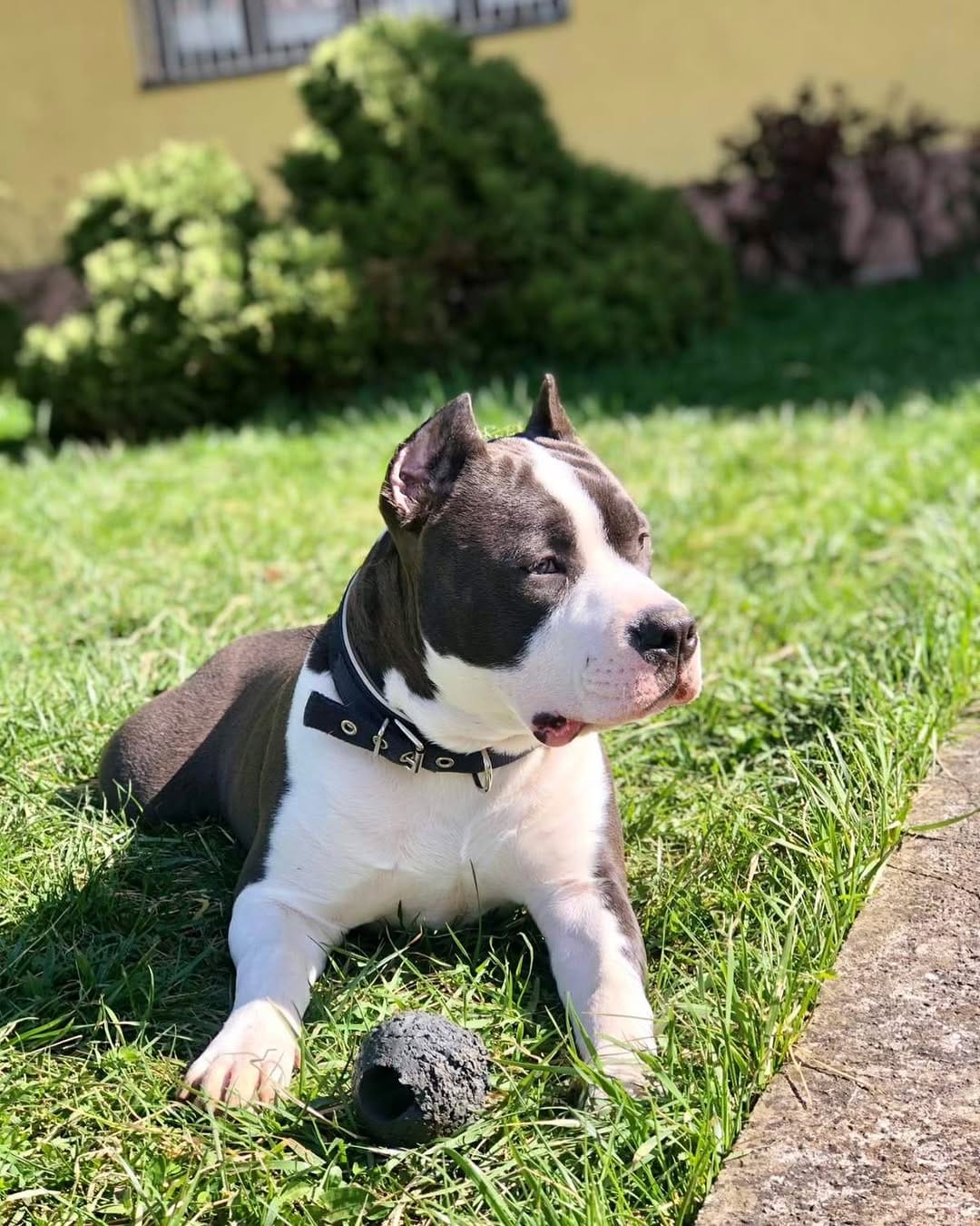 Post 9 by 🐾Shadow of the moon🐾 on Instagram (image)
