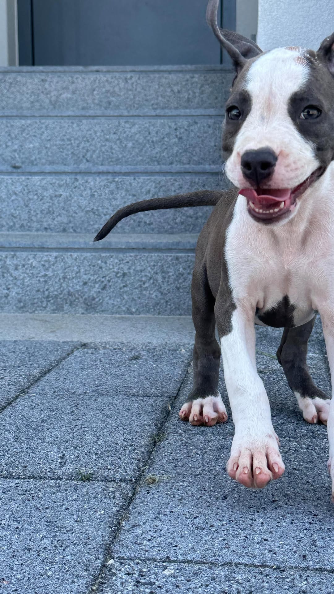 Post 8 by 🐾Shadow of the moon🐾 on Instagram (video)