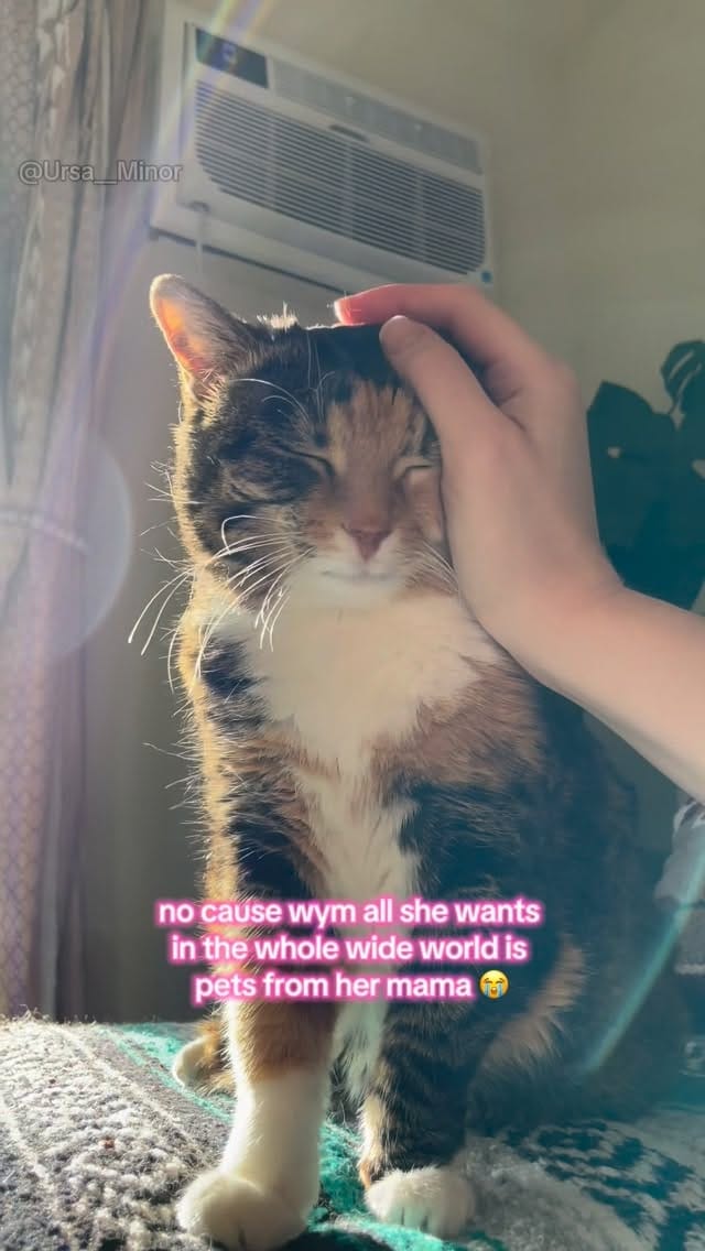 Post 5 by Mojave and Bernadette on Instagram (video)