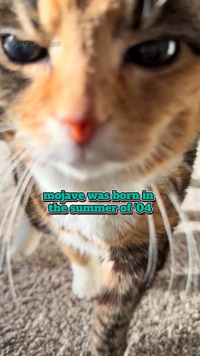 Post 3 by Mojave and Bernadette on Instagram (video)