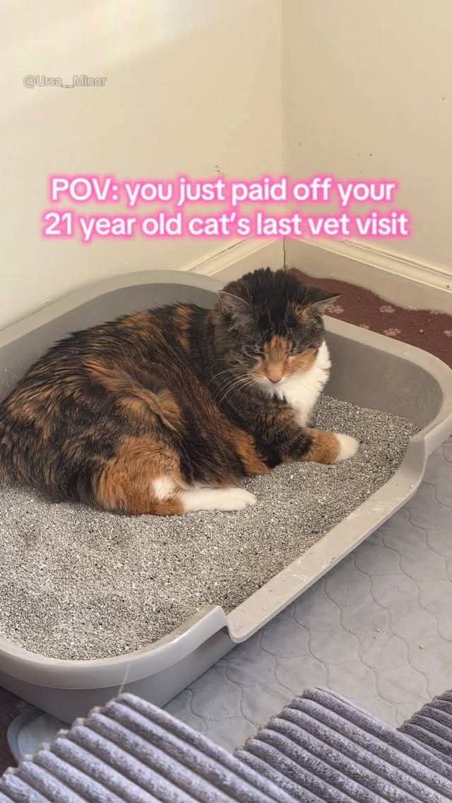 Post 8 by Mojave and Bernadette on Instagram (video)