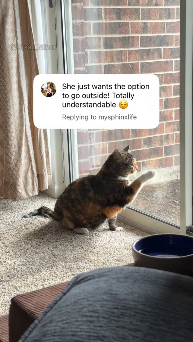 Post 9 by Mojave and Bernadette on Instagram (video)