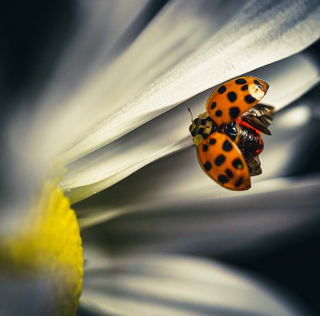 Post 2 by Rhonda Coe on Instagram (image)