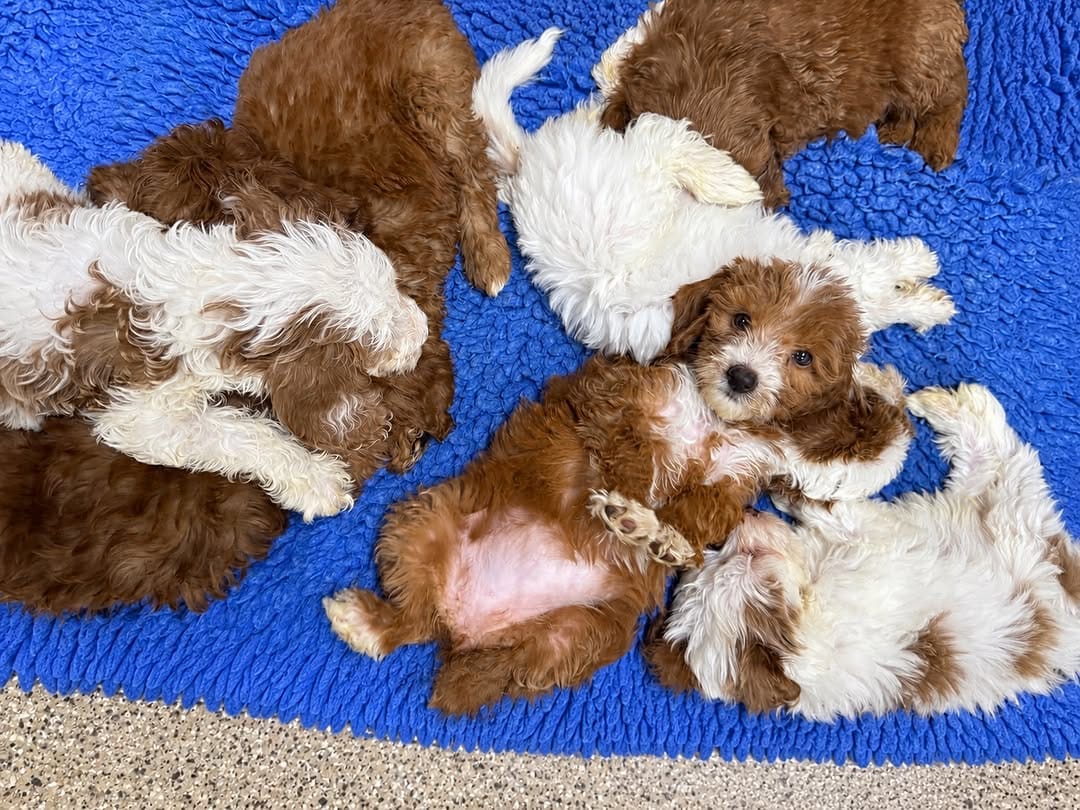 Post 1 by Cathys Doodles and Poodles, Las Vegas doodles on Instagram (image)