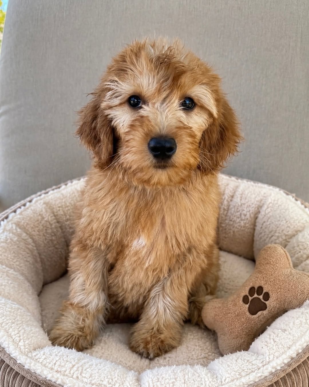 Post 5 by Cathys Doodles and Poodles, Las Vegas doodles on Instagram (image)