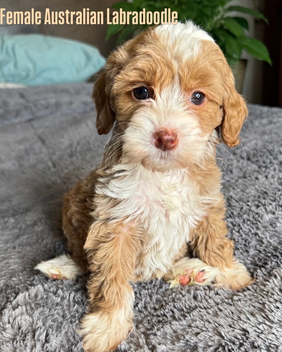 Post 9 by Cathys Doodles and Poodles, Las Vegas doodles on Instagram (image)