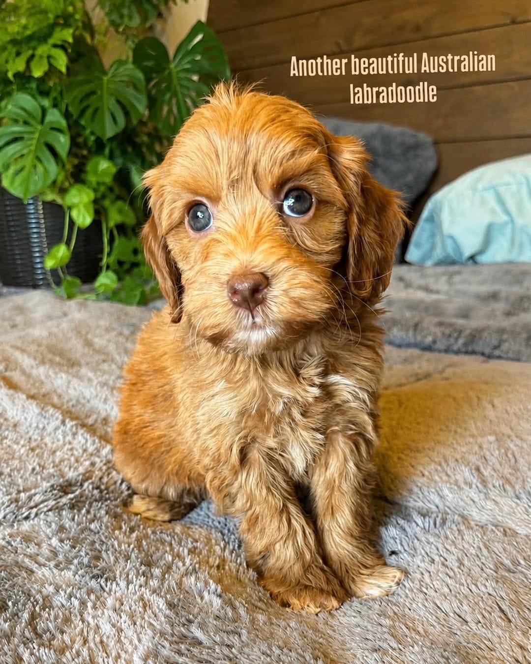 Post 7 by Cathys Doodles and Poodles, Las Vegas doodles on Instagram (image)