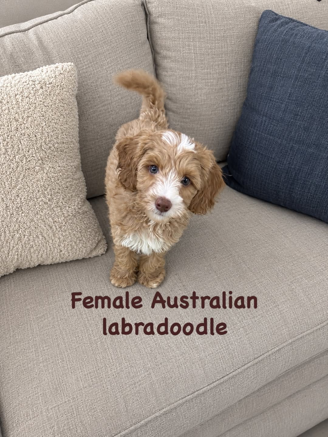 Post 2 by Cathys Doodles and Poodles, Las Vegas doodles on Instagram (image)