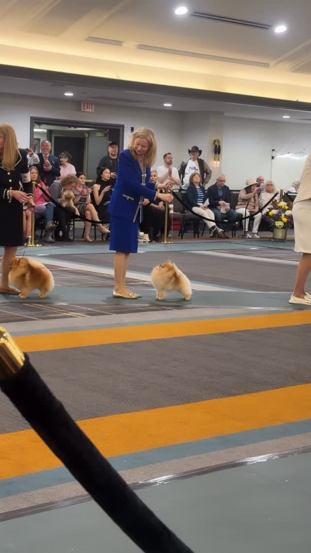 Post 10 by Natalia Karlionava| Vitorio Rossi Poms on Instagram (video)