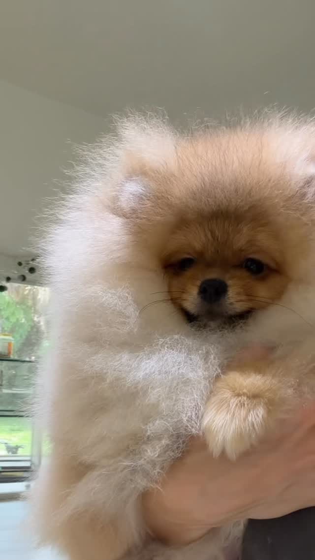 Post 4 by Natalia Karlionava| Vitorio Rossi Poms on Instagram (video)