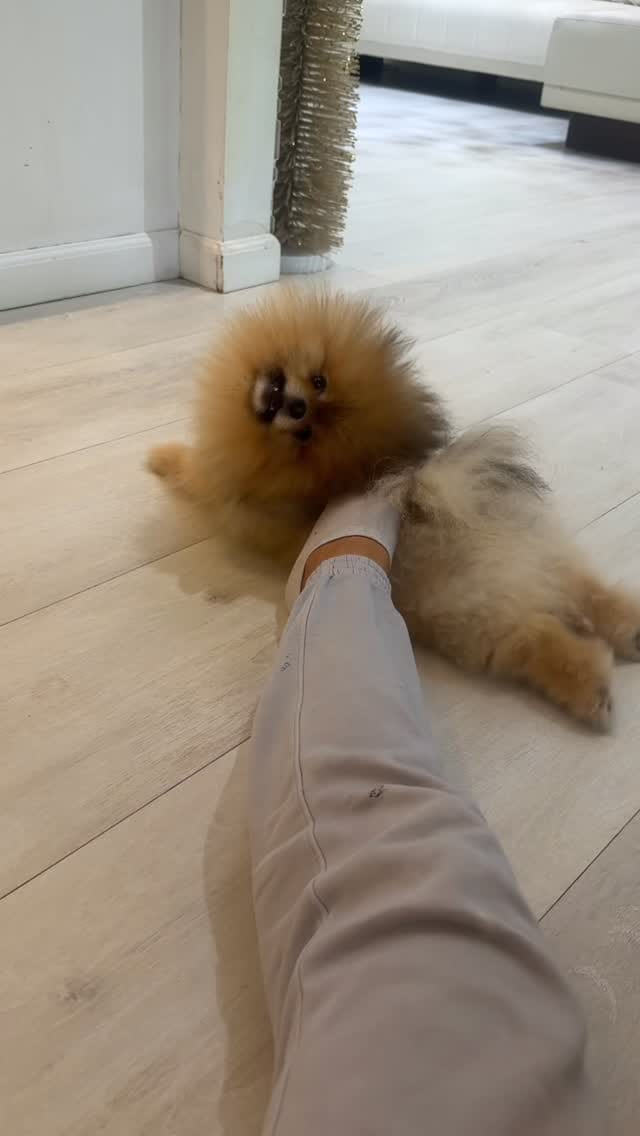 Post 1 by Natalia Karlionava| Vitorio Rossi Poms on Instagram (video)