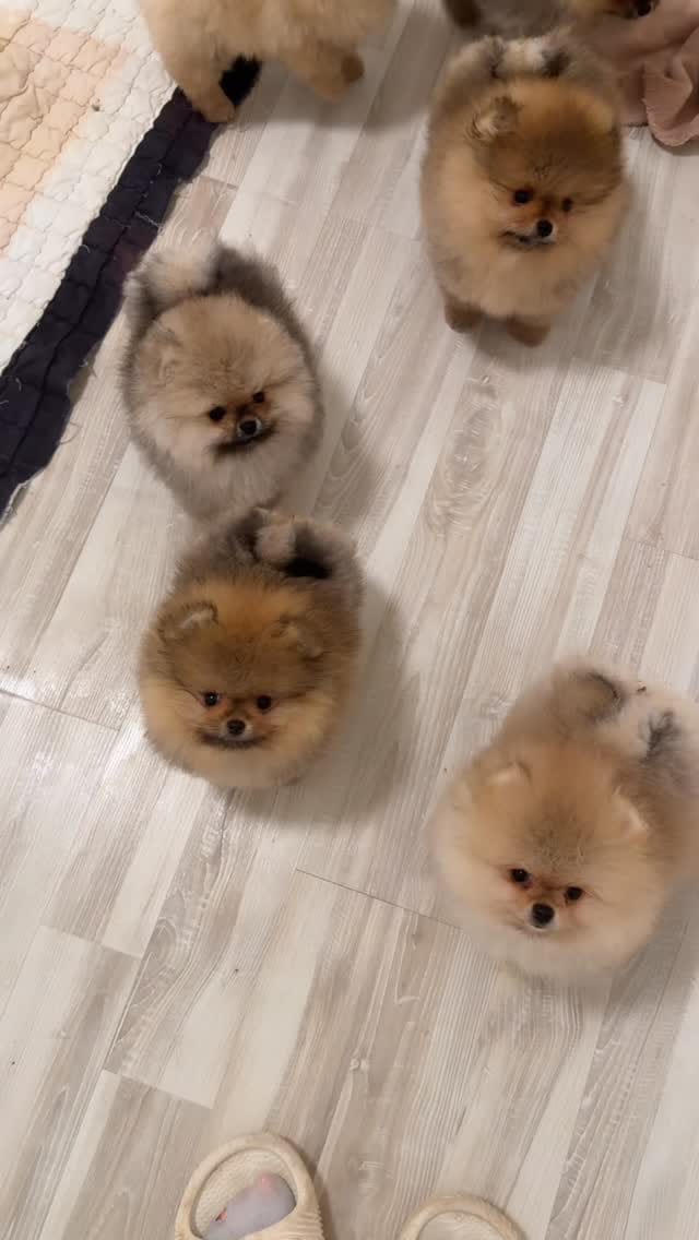 Post 2 by Natalia Karlionava| Vitorio Rossi Poms on Instagram (video)