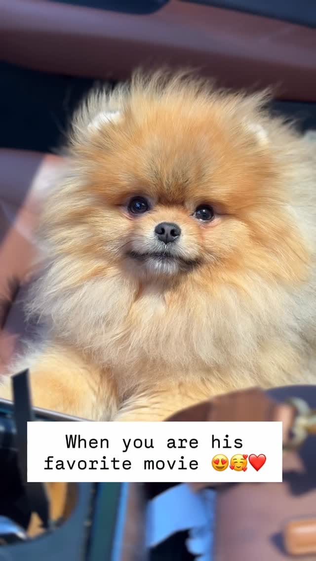 Post 6 by Natalia Karlionava| Vitorio Rossi Poms on Instagram (video)