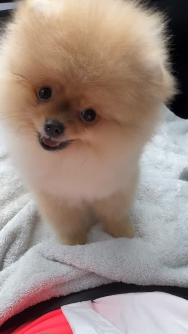 Post 7 by Natalia Karlionava| Vitorio Rossi Poms on Instagram (video)