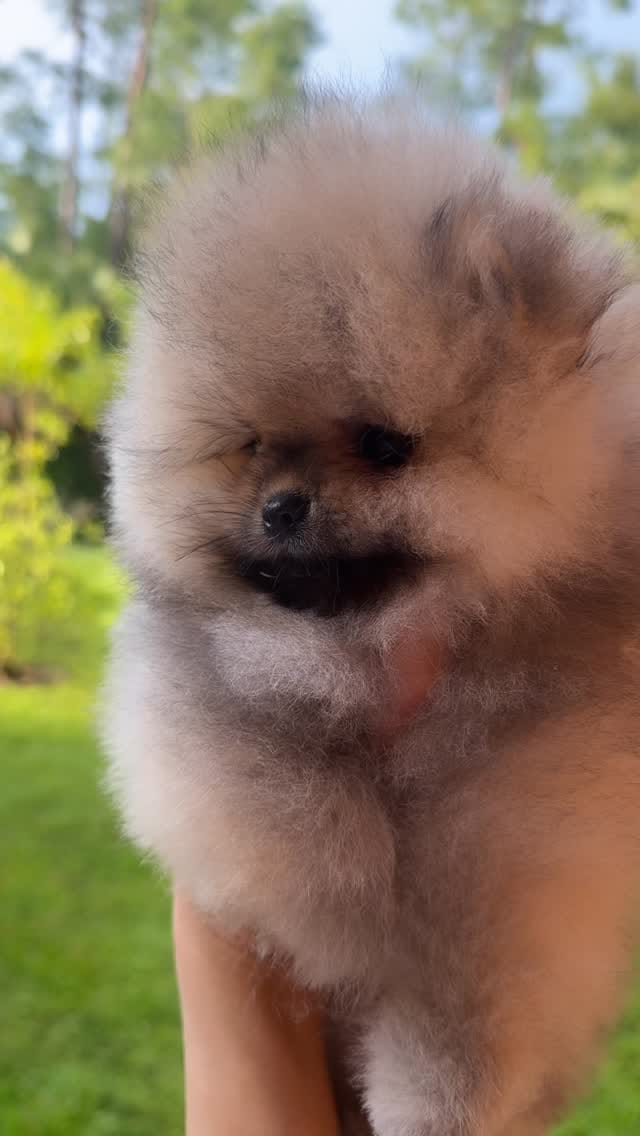 Post 3 by Natalia Karlionava| Vitorio Rossi Poms on Instagram (video)