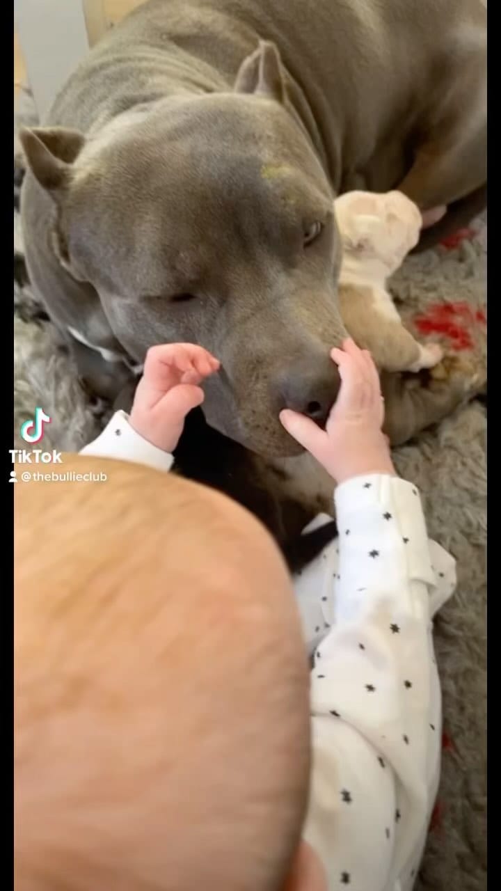 Post 4 by 🌟🏆TheBullieClub🏆🌟 on Instagram (video)