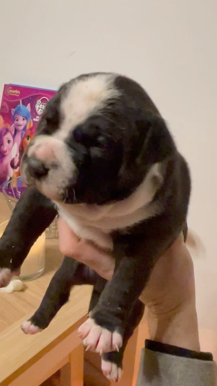Post 6 by 🌟🏆TheBullieClub🏆🌟 on Instagram (video)