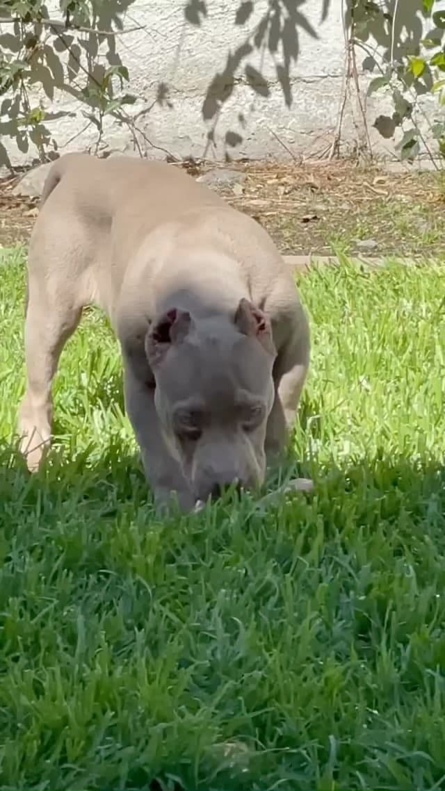 Post 3 by 🌟🏆TheBullieClub🏆🌟 on Instagram (video)