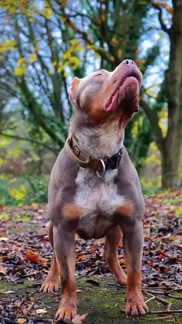 Post 8 by 🌟🏆TheBullieClub🏆🌟 on Instagram (video)