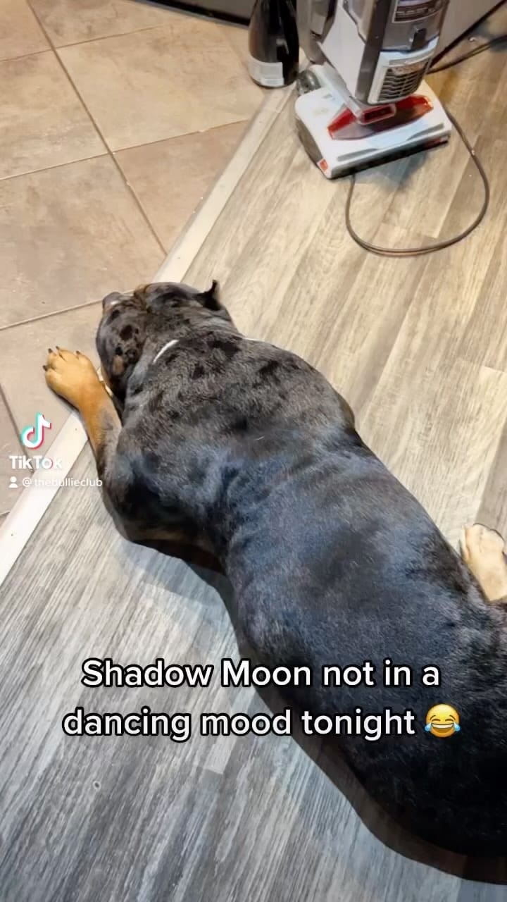Post 2 by 🌟🏆TheBullieClub🏆🌟 on Instagram (video)
