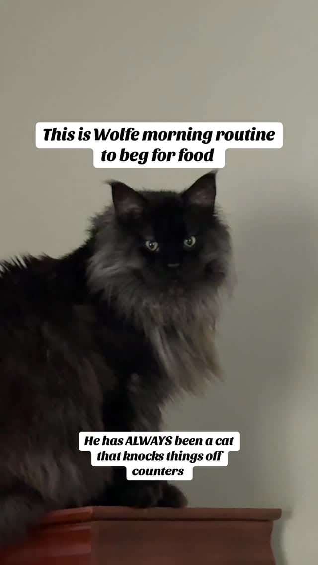 Post 2 by WOLFE on Instagram (video)