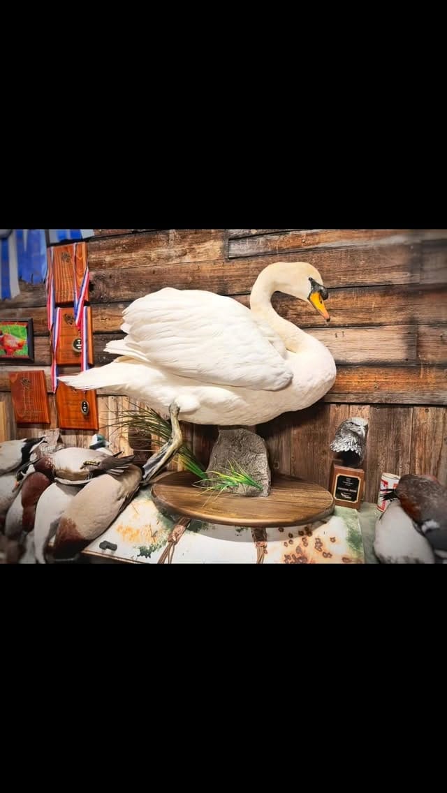 Post 4 by Clyde Wildlife Artistry on Instagram (video)