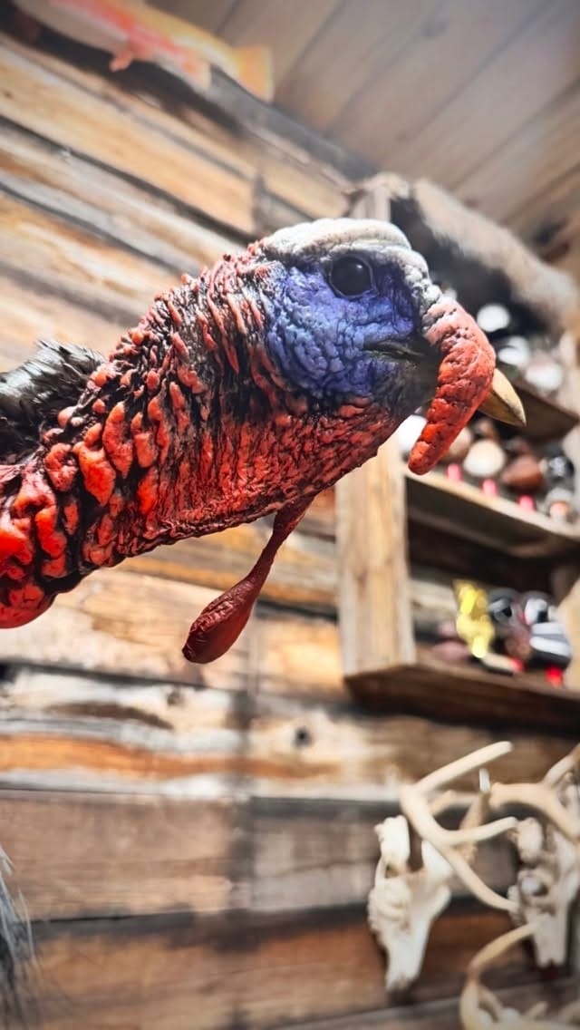 Post 1 by Clyde Wildlife Artistry on Instagram (video)