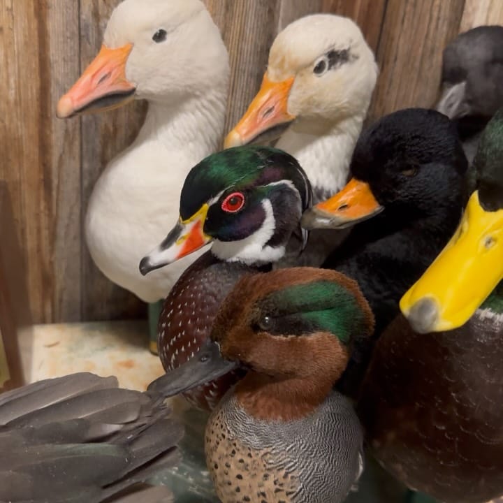 Post 7 by Clyde Wildlife Artistry on Instagram (carousel)