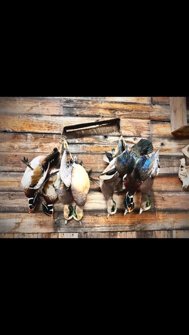 Post 6 by Clyde Wildlife Artistry on Instagram (video)