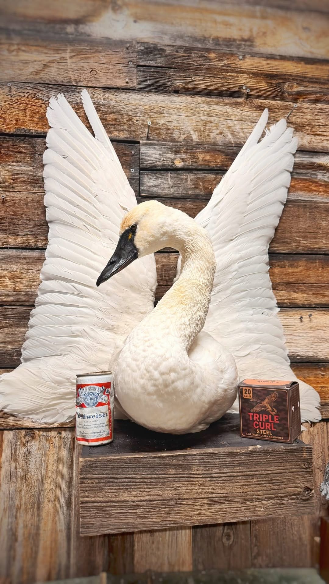 Post 5 by Clyde Wildlife Artistry on Instagram (video)