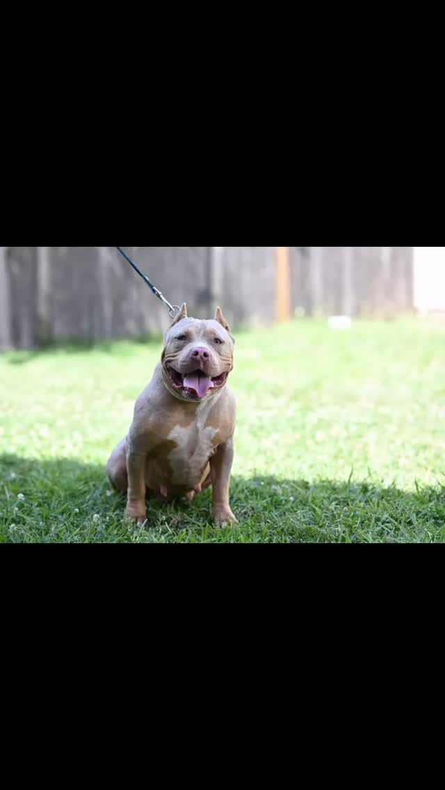 Post 9 by Figures Family bullies LLC on Instagram (video)