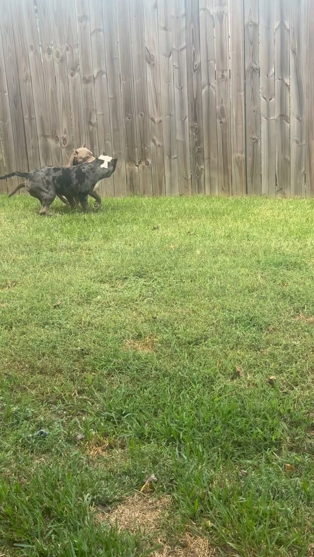 Post 3 by Figures Family bullies LLC on Instagram (video)
