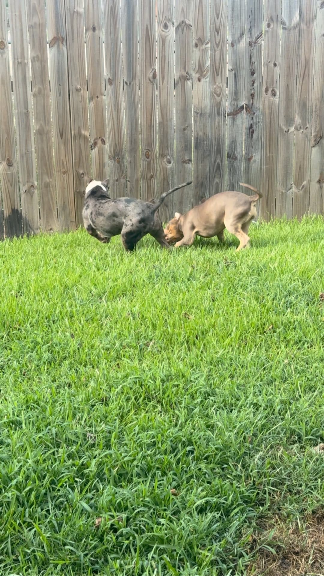 Post 5 by Figures Family bullies LLC on Instagram (video)