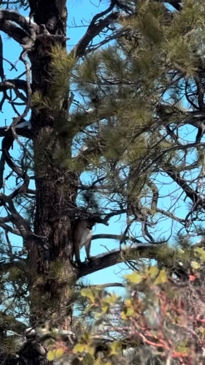Post 1 by Tolman Taxidermy on Instagram (video)