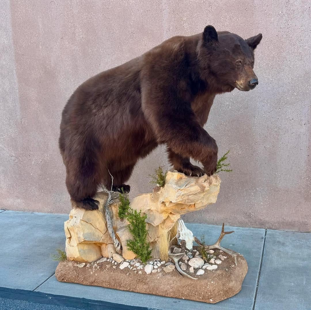 Post 7 by Tolman Taxidermy on Instagram (carousel)
