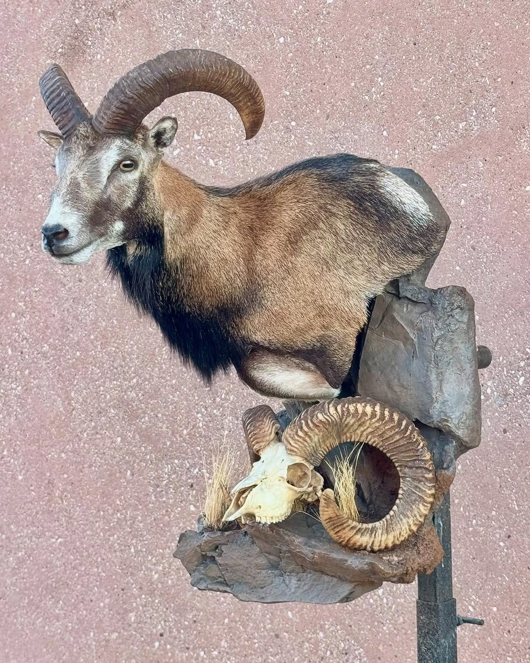 Post 5 by Tolman Taxidermy on Instagram (carousel)