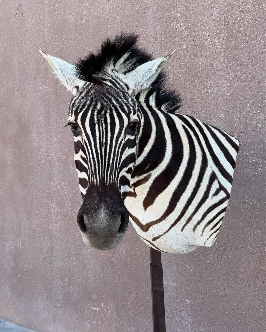 Post 4 by Tolman Taxidermy on Instagram (carousel)