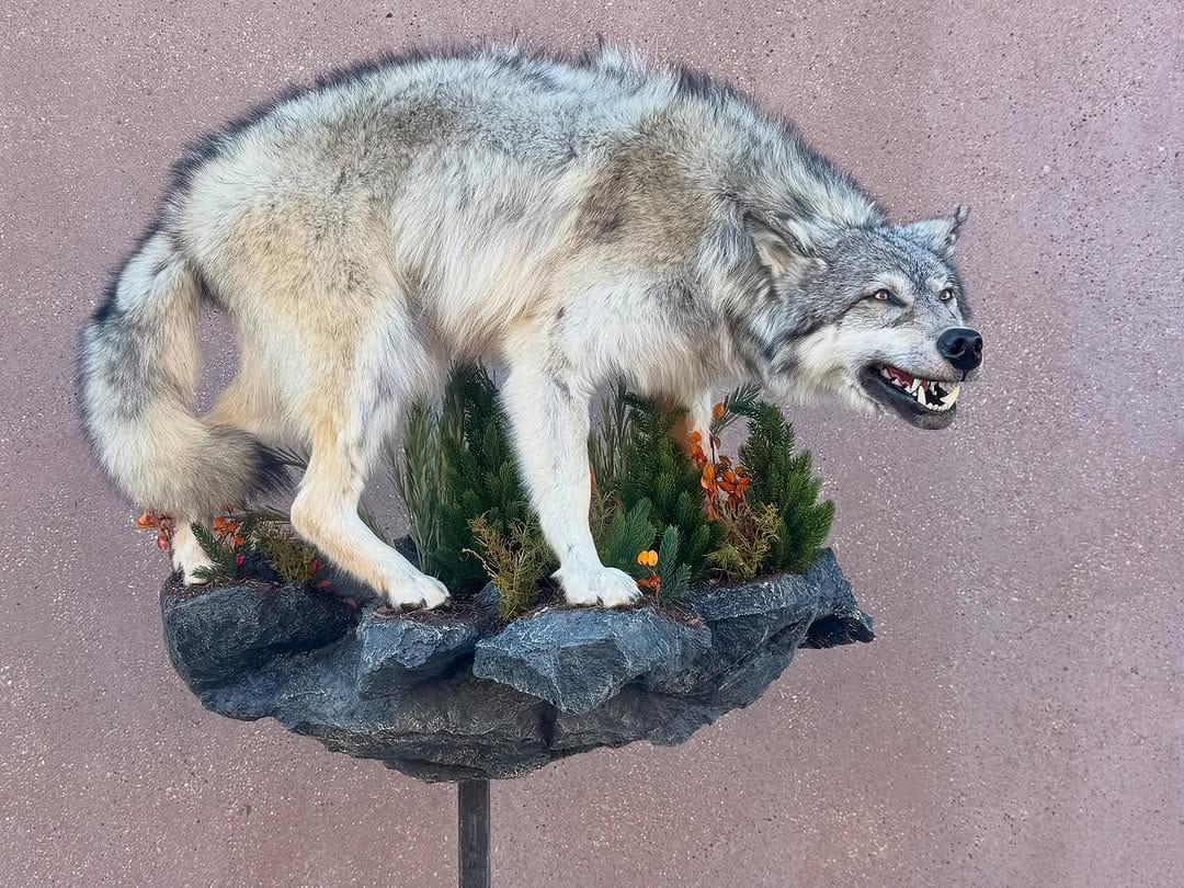 Post 9 by Tolman Taxidermy on Instagram (carousel)
