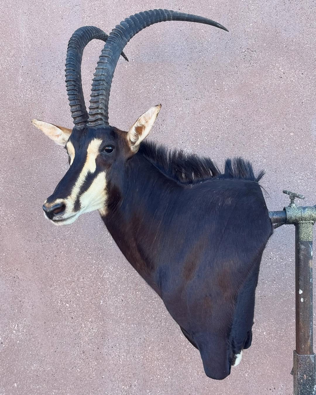 Post 8 by Tolman Taxidermy on Instagram (carousel)