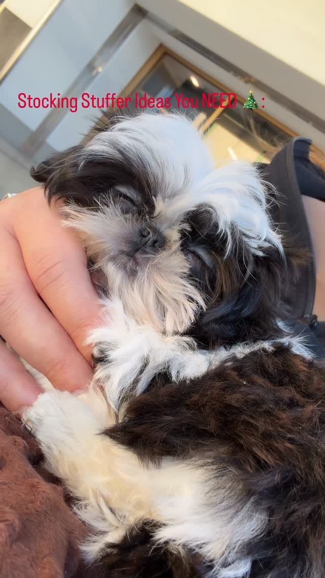 Post 8 by 👑🐶Majesty’s Shih Tzus⭐️ on Instagram (video)