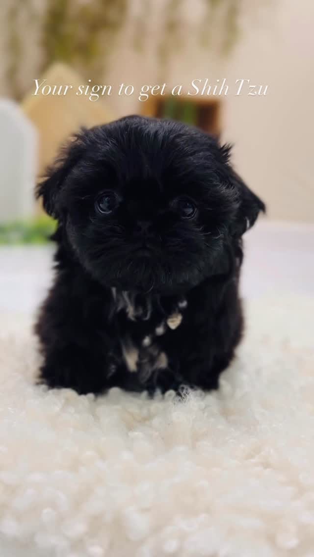 Post 3 by 👑🐶Majesty’s Shih Tzus⭐️ on Instagram (video)